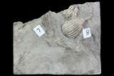 Multiple Crinoid Fossils ( Species) - Gilmore City, Iowa #86753-1